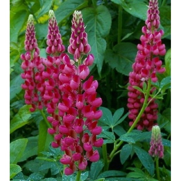 25 Magenta Lupine Seeds Flower Perennial Hardy Flowers Seed 1004 US SELLER