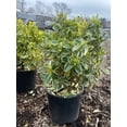 thumbnail image 2 of RedCrocus Silver King Japanese Euonymus | Evergreen Shrub for Borders, Hedges & Containers | Low Maintenance & Deer Resistant 3 Gallon, 2 of 18