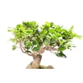 thumbnail image 2 of SEEDS -= - Council tree- Rare Fig Tree -20 Seeds Ornamental -- SEED Pack = =- Bonsai or Standard- Rugged Bark -Ficus altissima= Serendipity Seeds, 2 of 3