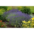 thumbnail image 3 of RedCrocus Hidcote English Lavender - Aromatic, Drought Tolerant, Non-Toxic, Attracts Pollinators, Fragrant Shrub for Borders and Gardens, Easy Care  2 Gallon, 3 of 36