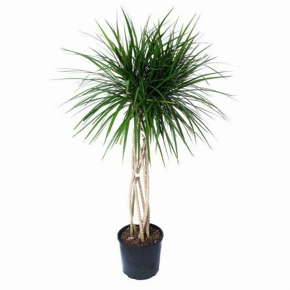 RedCrocus Dragon Tree Open Weave Indoor Plant for Home Decor  10" Pot