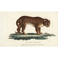 thumbnail image 2 of Cheetah, Acinonyx Jubatus Poster Print By ® Florilegius Mary Evans (24 X 18), 2 of 4
