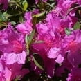 thumbnail image 3 of Azalea Purple Formosa  1 Extra Large 3 Gallon Plant  Vibrant & Lush, Large Purple Blooms, Hardy & Adaptable Shrub for Landscapes, Gardens, or Containers, Low-Maintenance, 3 of 8