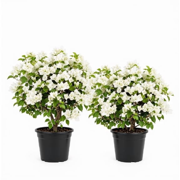 Bougainvillea 'Ms Alice White' Starter Plants - Set of 2, Full Sun, USDA Zones 9-11, Ships Bare Root, No Pot