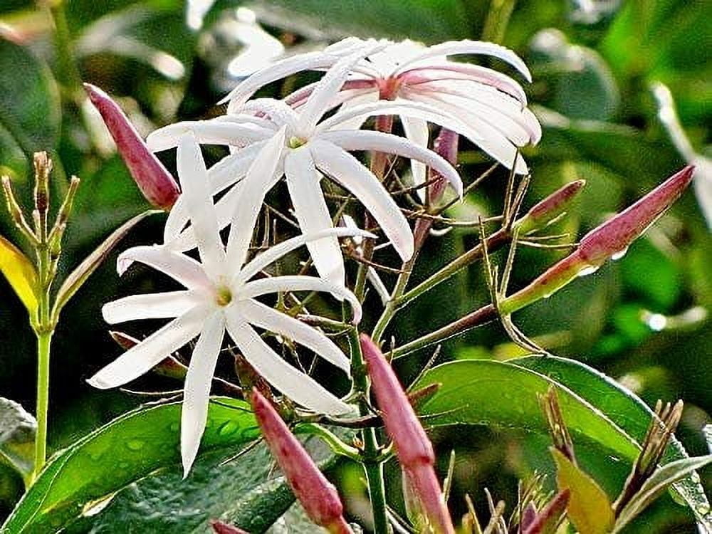 Star Jasmine - 3 Live Plants - Jasminum Nitidum - Fragrant Blooming Evergreen Vine