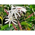 thumbnail image 5 of Star Jasmine - 60 Live Plants - Jasminum Nitidum - Fragrant Blooming Evergreen Vine, 5 of 8