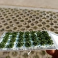 thumbnail image 4 of serony 28 PCS Grass Tufts Self Adhesive Sand Table Model Scenery Dark Green, 4 of 7