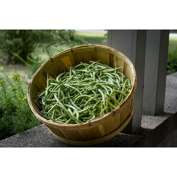 Seeds Kentucky Wonder Bush Bean 50 Seeds A True Winner No Staking Commodore Serendipity Seeds Walmart Com Walmart Com