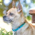 thumbnail image 5 of Collar para perro Blueberry Pet Essentials X-Small de nailon negro, 5 of 5