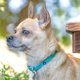 thumbnail image 5 of Collar para perro Blueberry Pet Essentials X-Small de nailon negro, 5 of 5