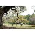 thumbnail image 2 of Murdock, Ramona 18x13 Black Ornate Wood Framed with Double Matting Museum Art Print Titled - Brookgreen Pasture II, 2 of 4