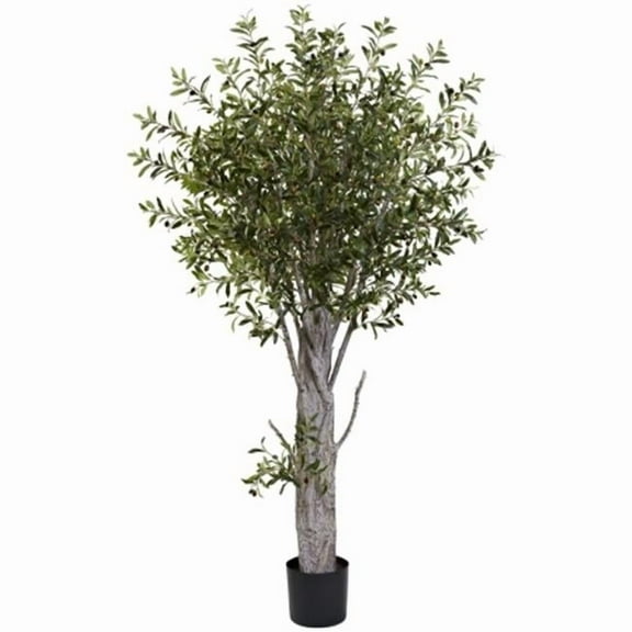 6 Olive Tree W/3864 Lvs