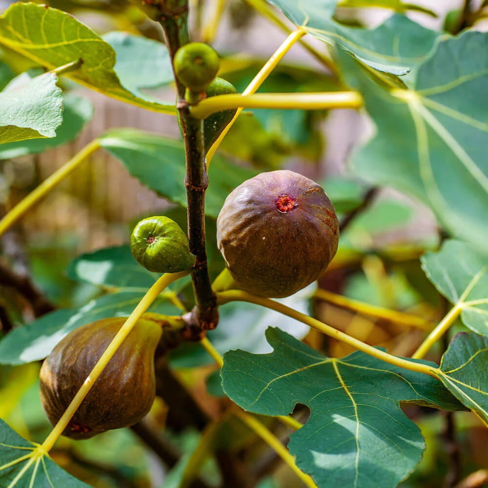 Expert Gardener Flowerwood Brown Turkey Fig Live Tree