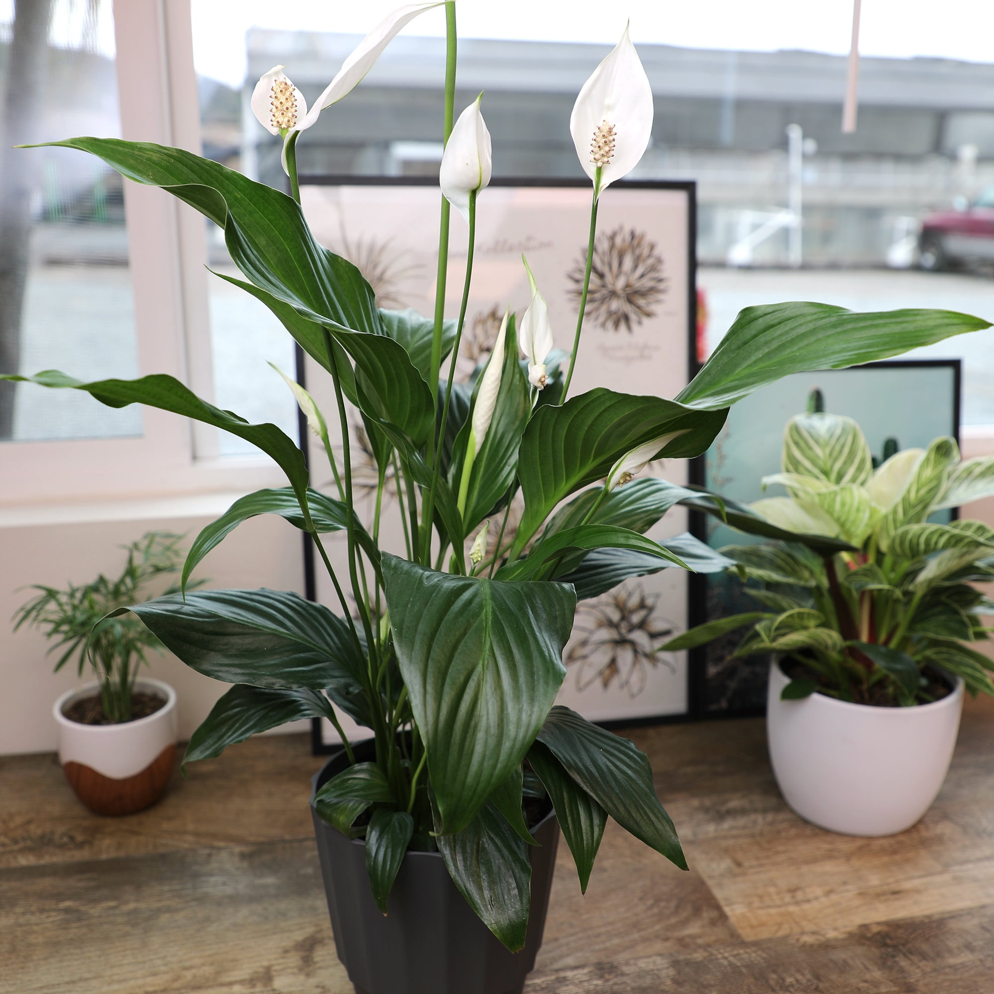 Element by Altman Plants 6in Peace Lily Spathiphyllum Live Houseplant