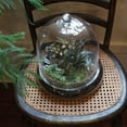 thumbnail image 4 of Syndicate Home &amp; Garden Terrarium Cloche Mini Greenhouse, 4 of 5