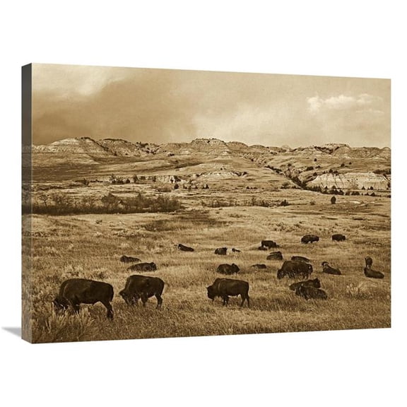 Global Gallery GCS-453690-2432-142 24 x 32 in. American Bison Herd Grazing on Praire, Theodore Roosevelt NP, North Dakota - Sepia Art Print - Tim Fitzharris