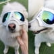 thumbnail image 5 of Gafas protectoras para perros, gafas de sol UV para perros de razas grandes, resistentes al viento y a la nieve para perros de hocico largo, montura suave, correas flexibles ajustables., 5 of 5
