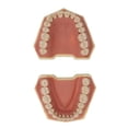 thumbnail image 1 of Modelo De Dientes Dentales, Teoría De Implantes Dentales, Demostración De Encías Blandas, Modelo De Dientes, Fijación De Tornillos Para Cuidado Bucal Para Dentistas Para, 1 of 7