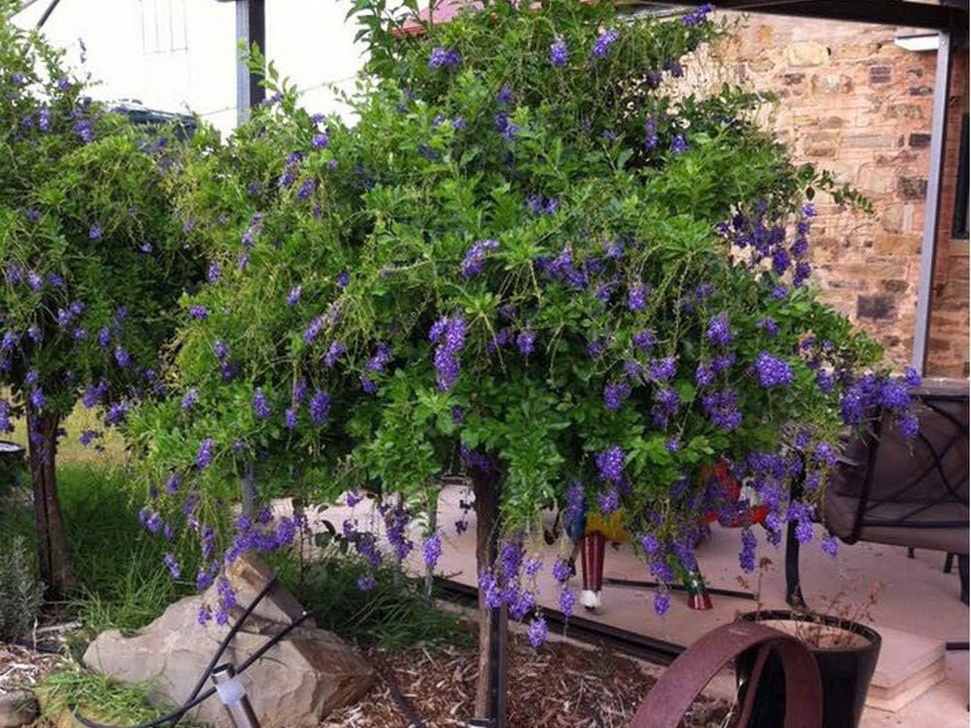 Sapphire Showers Duranta - Live Plant in a 10 Inch Pot - Duranta Erecta "Sapphire Showers" - Beautiful Flowering Butterfly Attracting Patio Plant - image 5 of 6