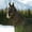 Black(BL), variant on Horze Nevada Lightweight 1200D Waterproof Horse Rain Sheet Neck Cover Hood (No Fill)