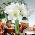 thumbnail image 4 of National Plant Network Green Waxed White Blooming Giant Amaryllis Bulb (3-pack), 4 of 11