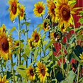 thumbnail image 5 of Orinice Sunflower Floral Shower Curtain, Warm Sunshine Blue Sky and White Cloud Field Sunflower Polyester Cloth Printed Bathroom Curtain Hook Set Included 36x72, 5 of 7