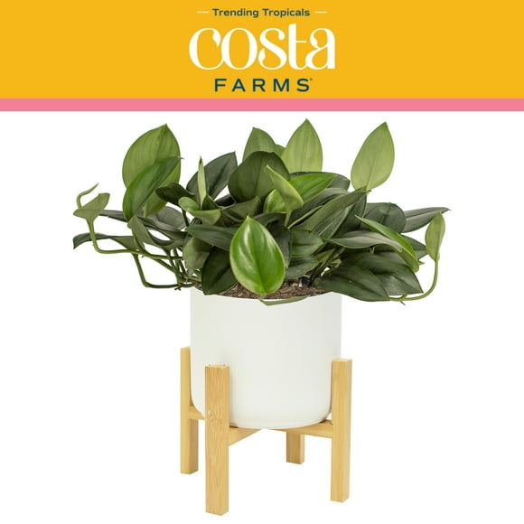 Costa Farms