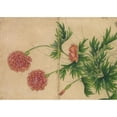 thumbnail image 2 of Zhang Ruoai 24x18 Gold Ornate Framed and Double Matted Museum Art Print Titled - Peony (18th Century), 2 of 4