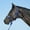 Bluecamo, variant on Cashel Company Rope Halter withCamo Paracord Nose Pinkcamo Horse