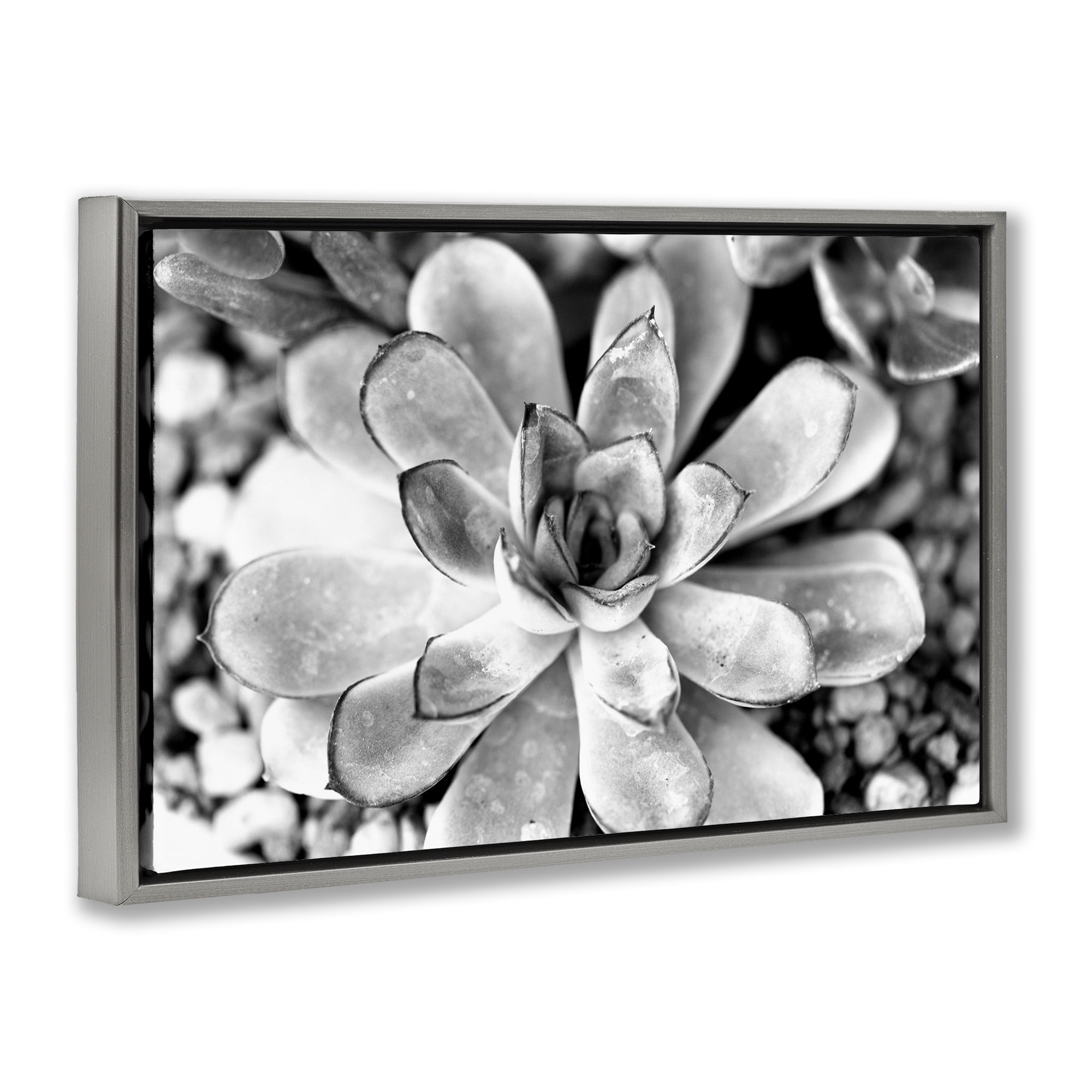 Stupell Industries Monochrome Succulent Leaves Botanical & Floral Photography Gray Floater Framed Canvas Art Print Wall Art, 25 x 17