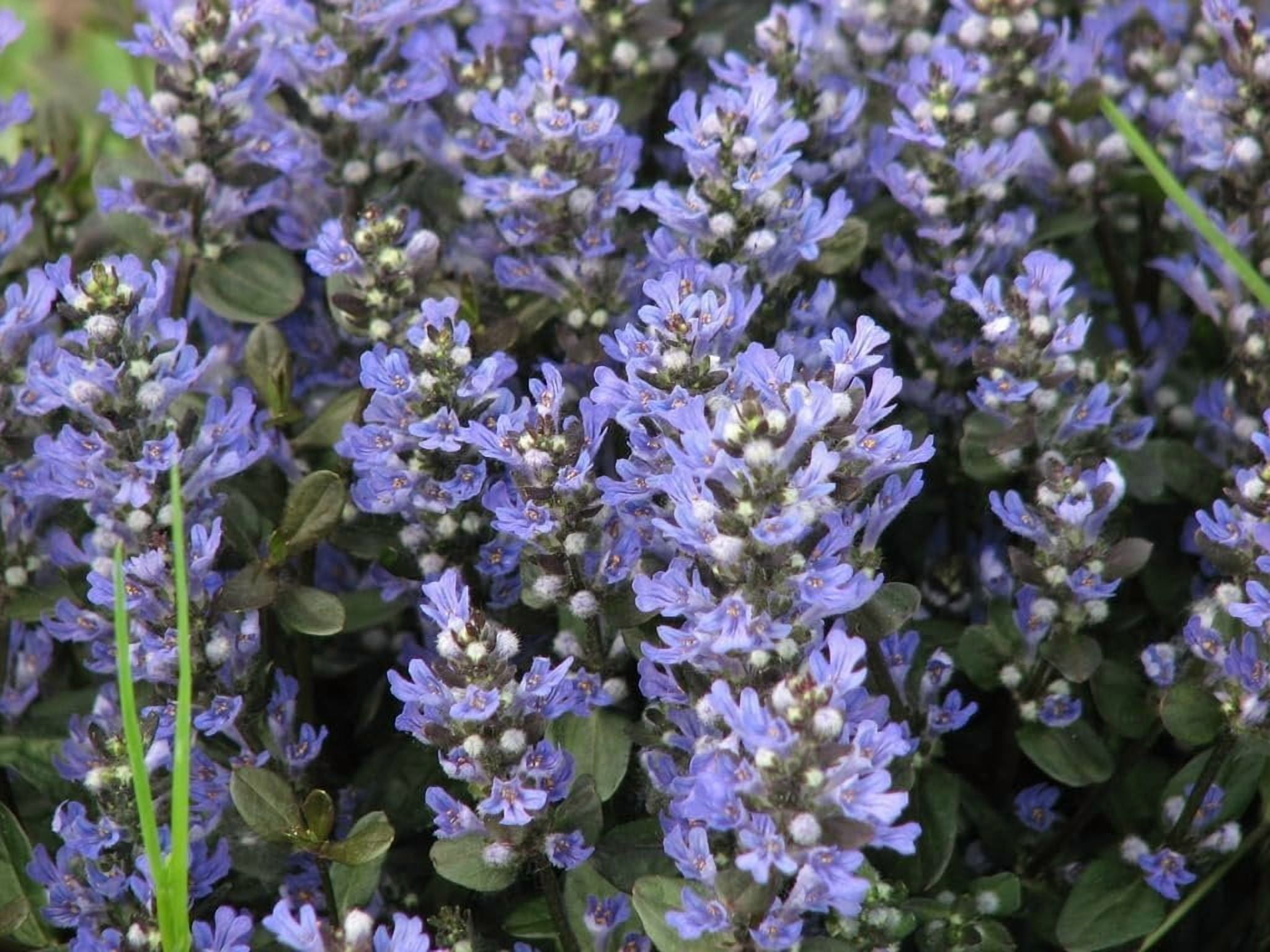 Ajuga Reptans Chocolate Chip I 3 Live Plants  Dense Ground Cover Plant with Miniature Dark Foliage, Perfect for Gardens, Borders, & Shaded Areas