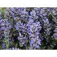 thumbnail image 5 of Ajuga Reptans Chocolate Chip I 3 Live Plants  Dense Ground Cover Plant with Miniature Dark Foliage, Perfect for Gardens, Borders, & Shaded Areas, 5 of 9