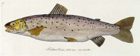 Salmon Engraving Ca