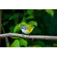 thumbnail image 2 of Ditto, Larry 18x13 White Modern Wood Framed Museum Art Print Titled - Yellow-throated Vireo-Vireo flavifrons-perched, 2 of 4