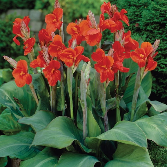 Van Zyverden Cannas The President Set of 6 Bulbs Red Full Sun Easy to Grow
