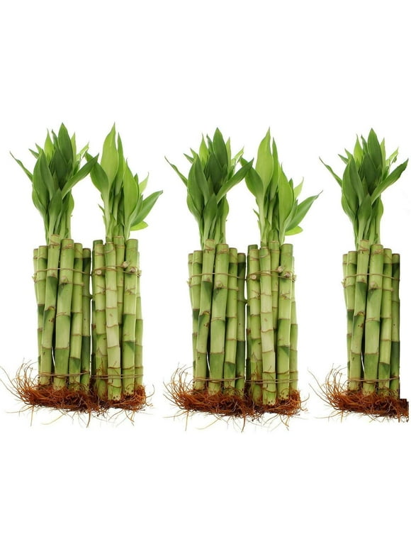 Bamboo Plants in Indoor Plants