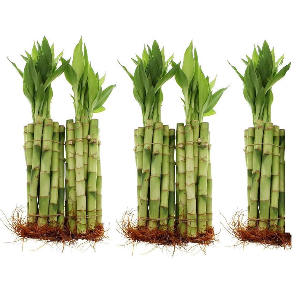 Live Lucky Bamboo Bundle of 50 Stalks 8 Inch Stalks Live Indoor