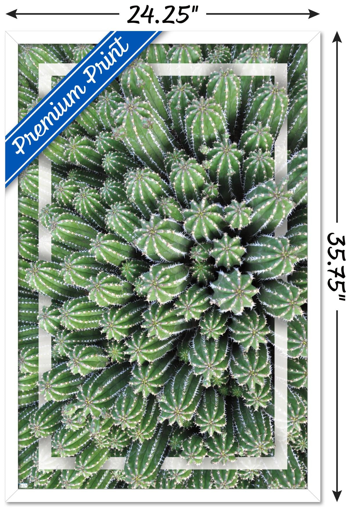 Cactus - Group Wall Poster, 22.375" x 34", Framed