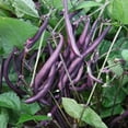thumbnail image 2 of TomorrowSeeds - 3 Colors Mix Green Beans (Mardi Gras Blend) Seeds - 30+ Count - For 2026 Planting, 2 of 11