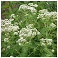 thumbnail image 4 of Everwilde Farms - 1/4 lb Boneset Native Wildflower Seeds - Gold Vault Bulk Seed Packet, 4 of 4