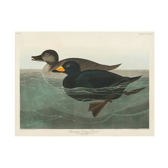 Trademark Fine Art Pictufy   American Scoter Duck From Birds of America 1827 Canvas Wall Art