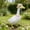 Pink, variant on WMTOKK 23 in Porch Goose Outfit Rustic Farmhouse Style Clothes Garden Patio Porch Statue Decoration (Blue)
