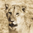 thumbnail image 2 of Parker, Susann 26x26 White Modern Wood Framed Museum Art Print Titled - Young Lion, 2 of 4