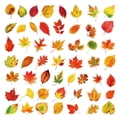 thumbnail image 2 of 50 Pcs Nature Scenery Sticker Set, PET Waterproof Decals for Journaling, Scrapbooking Stickers for DIY Crafts Home Decor, 2 of 7