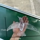 thumbnail image 2 of Colibrí Acrílico de Cristal Transparente para Decoración de Bodas | Móvil Colgante para Pasillos, Mesas y Habitaciones Infantiles | Simboliza El Amor, La Resiliencia y Los Nuevos Comienzos, 2 of 2