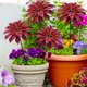 thumbnail image 5 of Estaca decorativa de jardín con flor de metal y acabado resistente a la oxidación para jardines, céspedes, patios y entradas de patios., 5 of 7