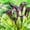 E, variant on Calla lily, Low Maintenance - Easy Grow - Ideal for Beds Borders, Plant Pots & Planters