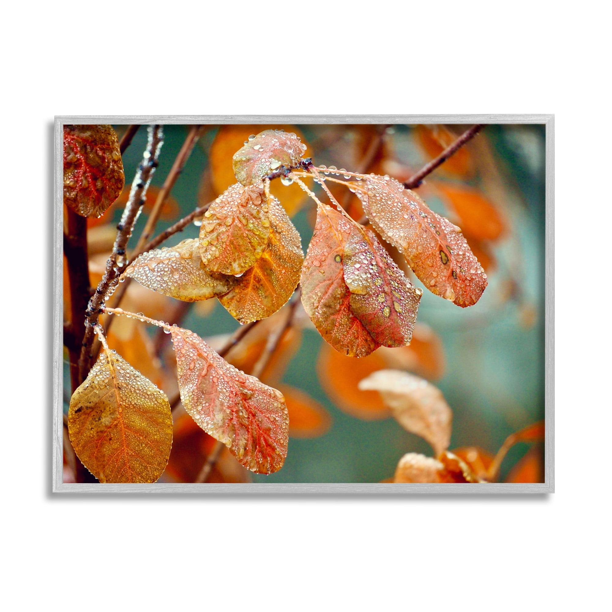 Stupell Industries Autumn Tree Leaves Water Droplets Fall Foliage Photograph Gray Framed Art Print Wall Art, Design by Gail Peck