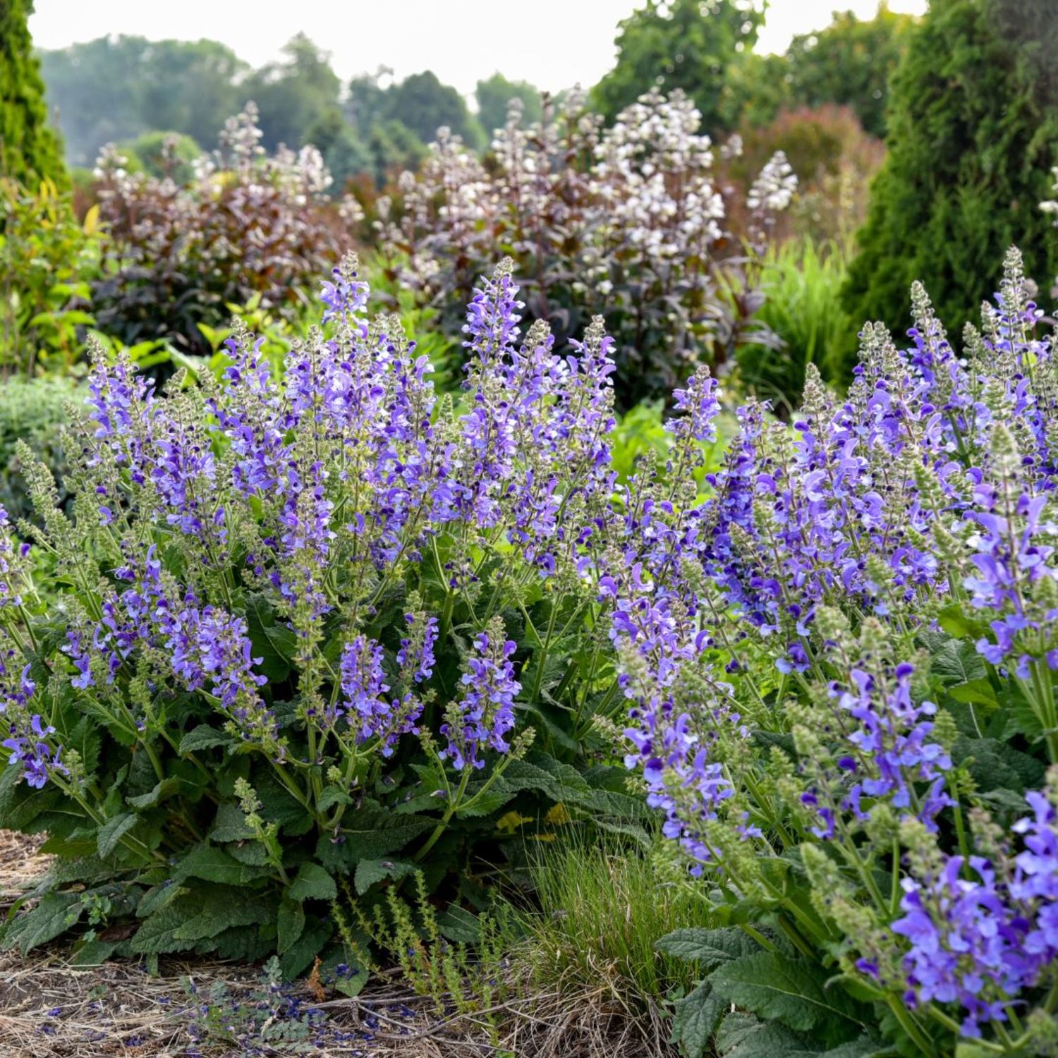 Proven Winners 6" Blue Living Large 'Big Sky' Perennial Salvia Live Plant in 7.5" Pot