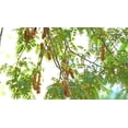 thumbnail image 3 of Happy Panda Seedless Tamarind Paste 14oz x 2 Pack (Imli | Me Chua | Tamarindo), 3 of 5